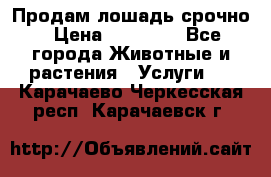 Продам лошадь срочно › Цена ­ 30 000 - Все города Животные и растения » Услуги   . Карачаево-Черкесская респ.,Карачаевск г.